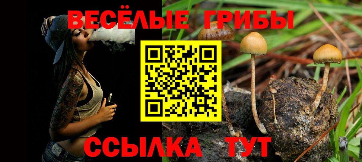 Галлюциногенные грибы Psilocybe Кашира
